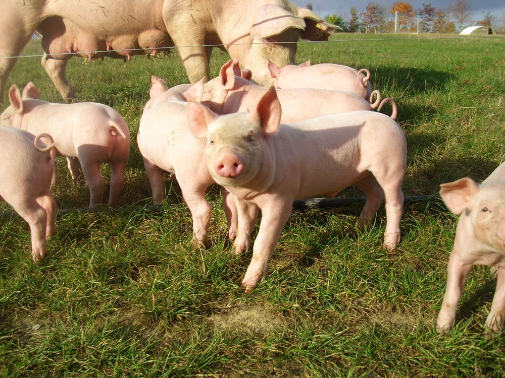 Vente A La Ferme La Touche Guillet Img1 11