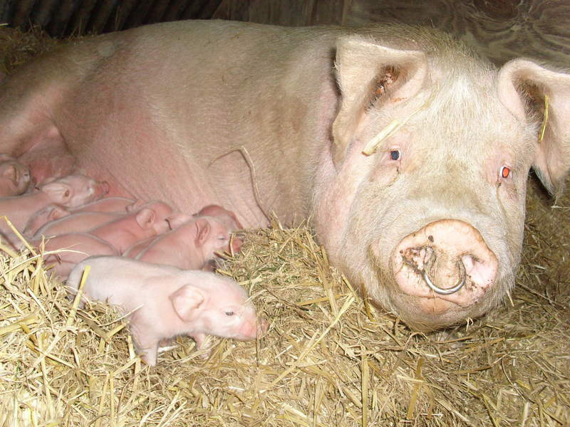 Vente A La Ferme La Touche Guillet Img1 13