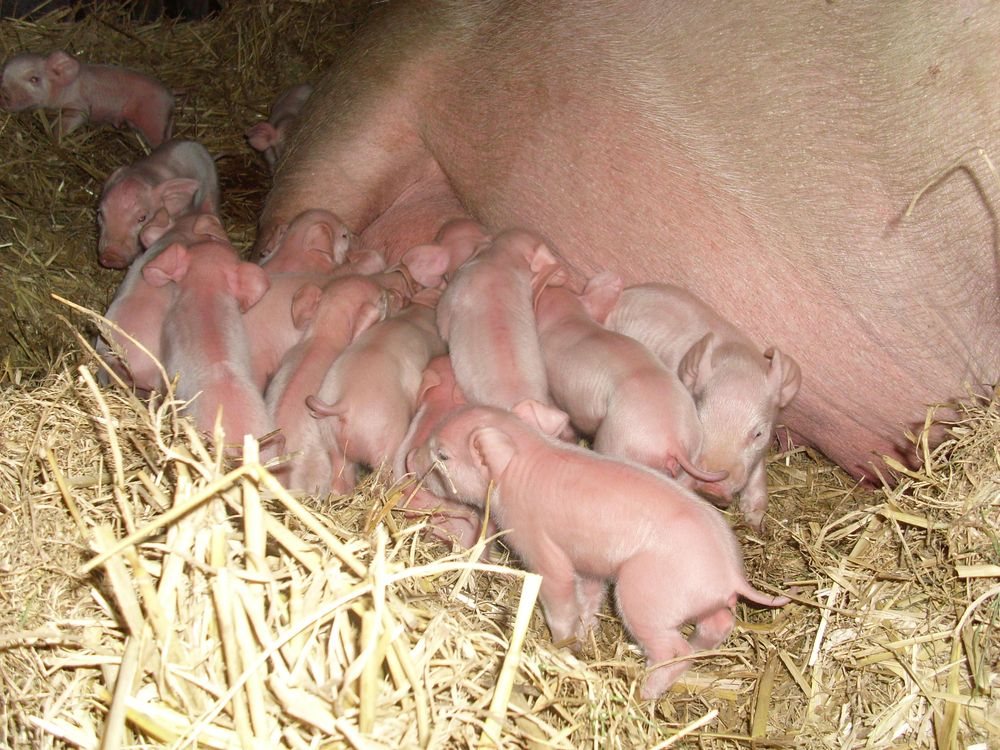Vente A La Ferme La Touche Guillet Img1 14