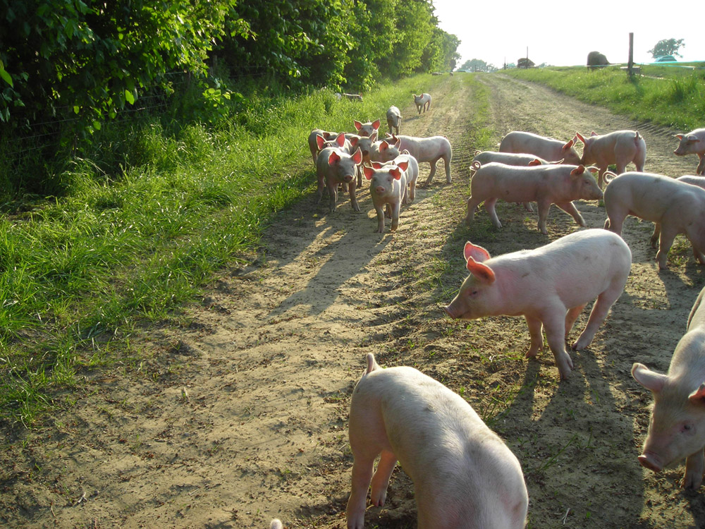 Vente A La Ferme La Touche Guillet Img1 16
