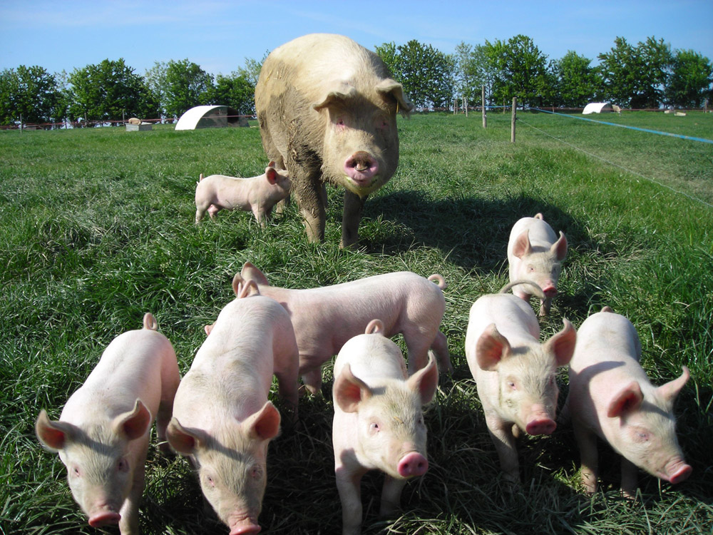 Vente A La Ferme La Touche Guillet Img1 17