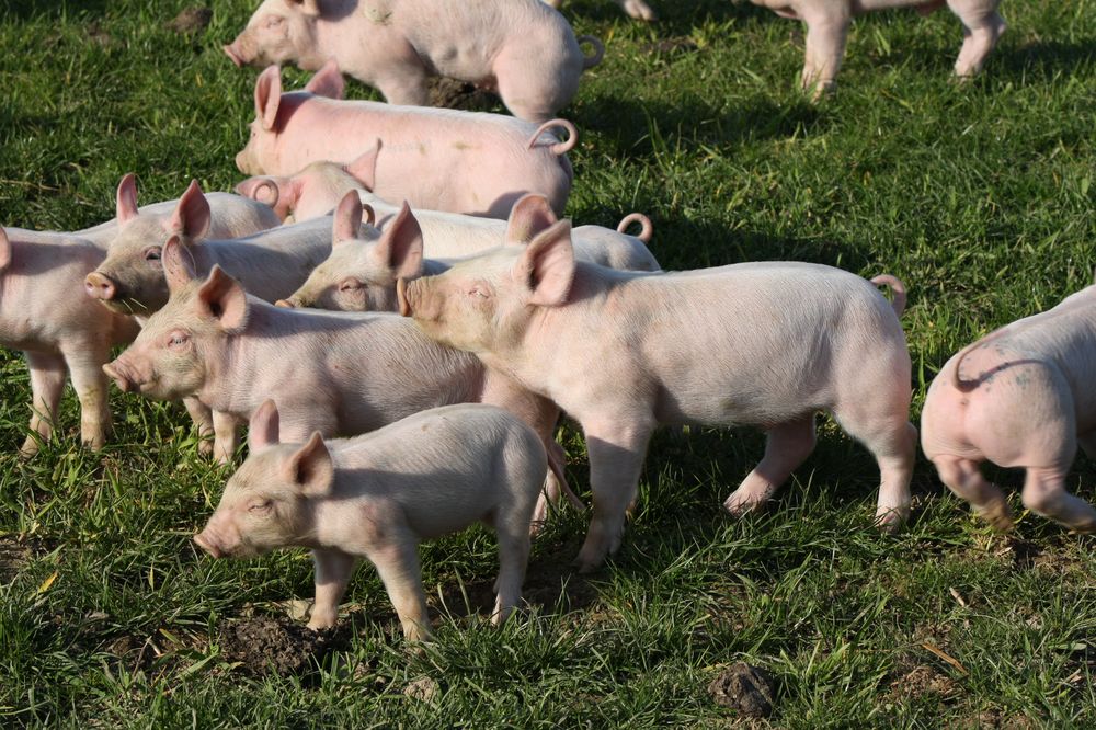 Vente A La Ferme La Touche Guillet Img1 18