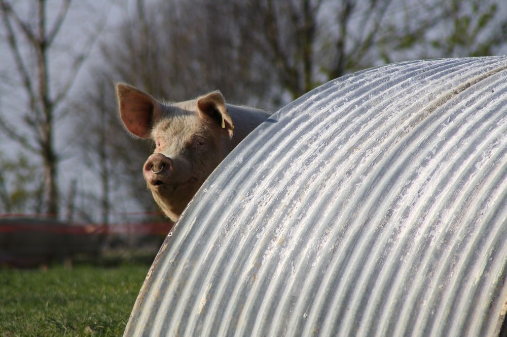 Vente A La Ferme La Touche Guillet Img1 19