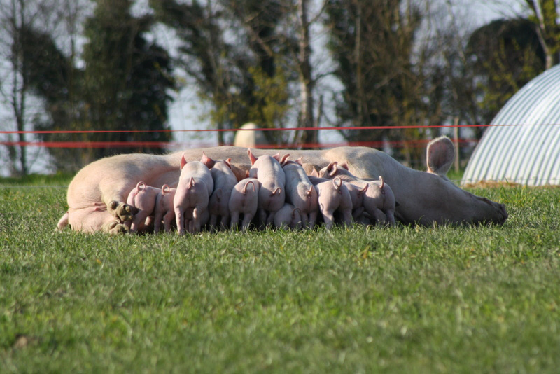 Vente A La Ferme La Touche Guillet Img1 20