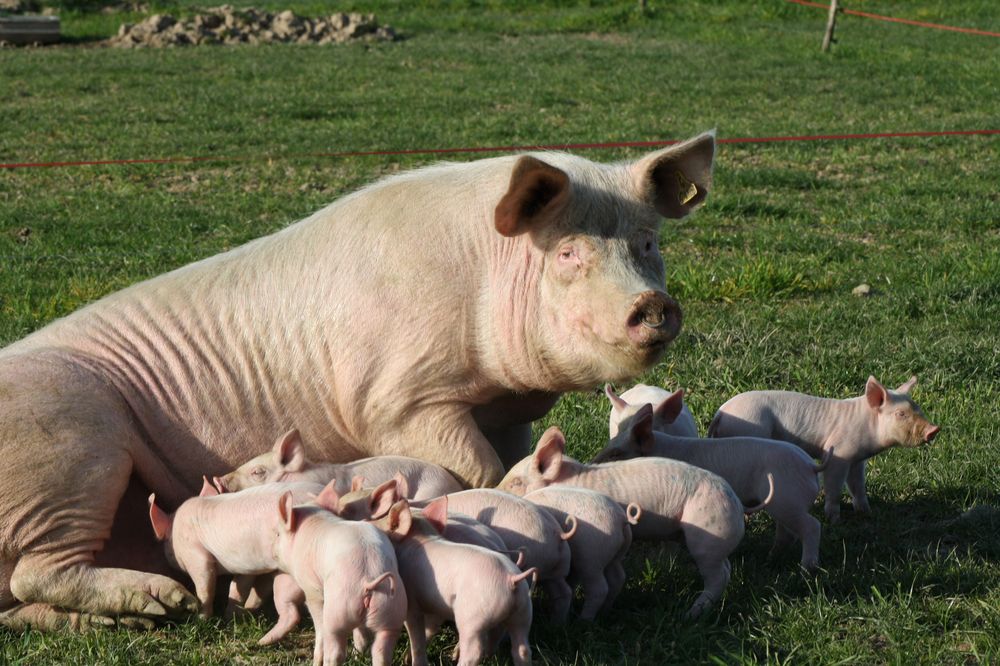 Vente A La Ferme La Touche Guillet Img1 21