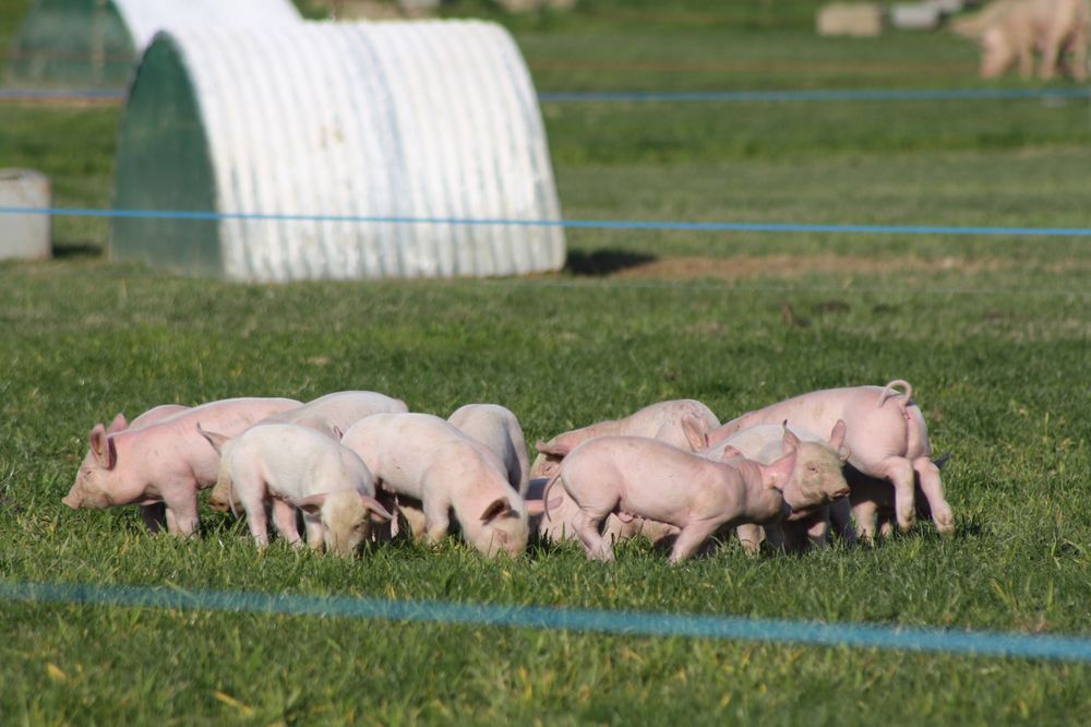 Vente A La Ferme La Touche Guillet Img1 22