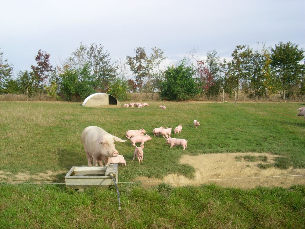 Vente A La Ferme La Touche Guillet Img1 23