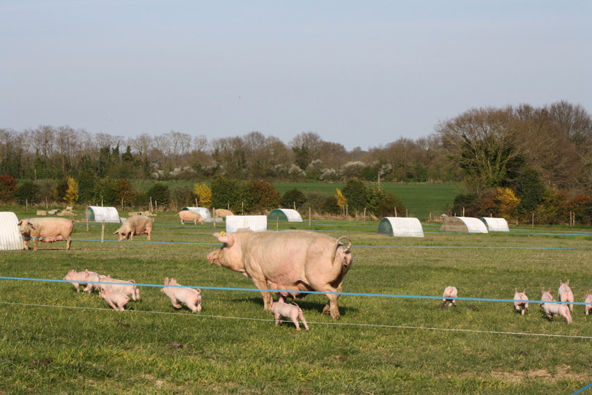 Vente A La Ferme La Touche Guillet Img1 24