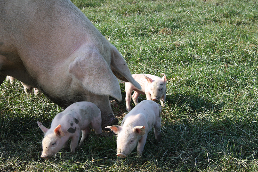 Vente A La Ferme La Touche Guillet Img1 26