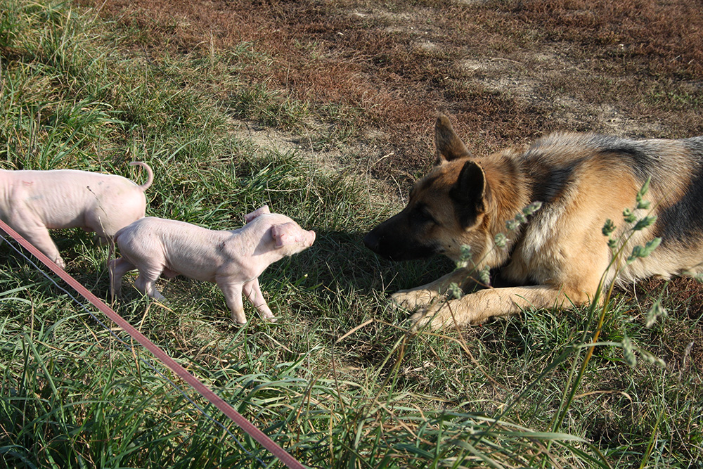 Vente A La Ferme La Touche Guillet Img1 27