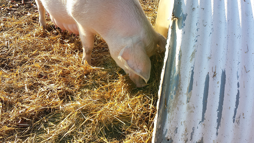 Vente A La Ferme La Touche Guillet Img1 4