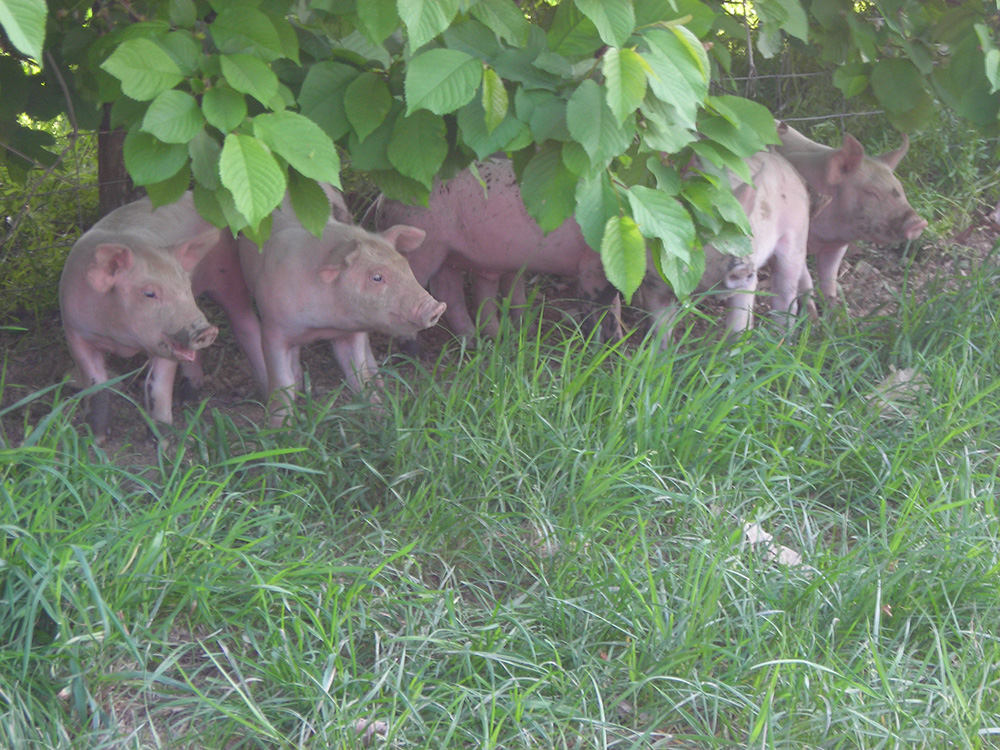 Vente A La Ferme La Touche Guillet Img1 7
