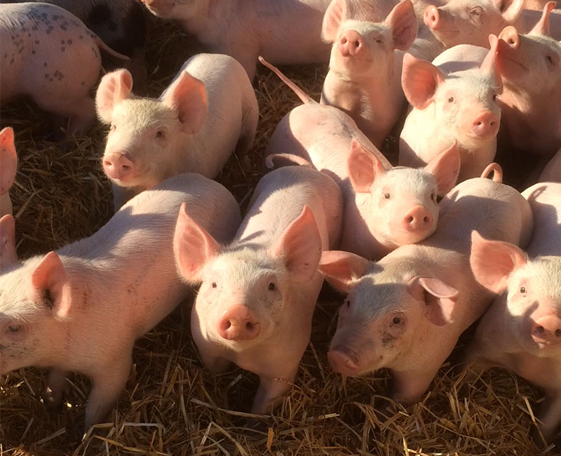 Vente A La Ferme La Touche Guillet Img10