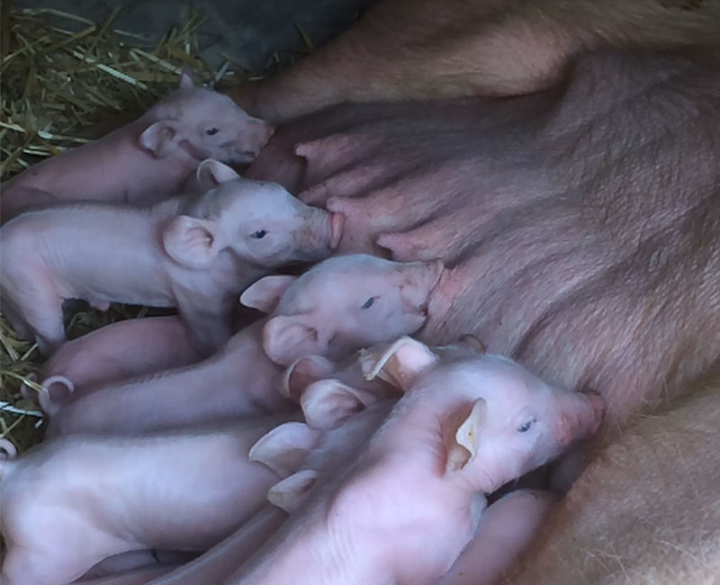 Vente A La Ferme La Touche Guillet Img12