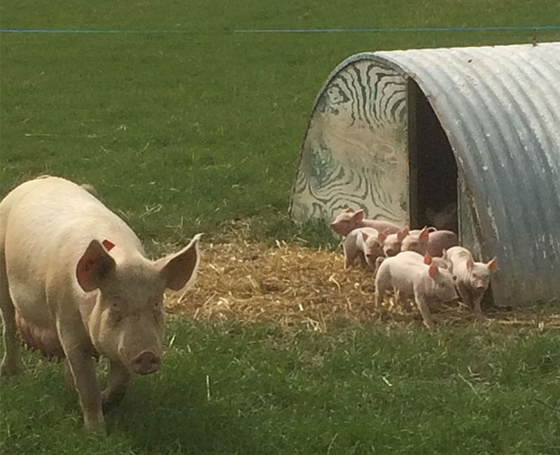 Vente A La Ferme La Touche Guillet Img3