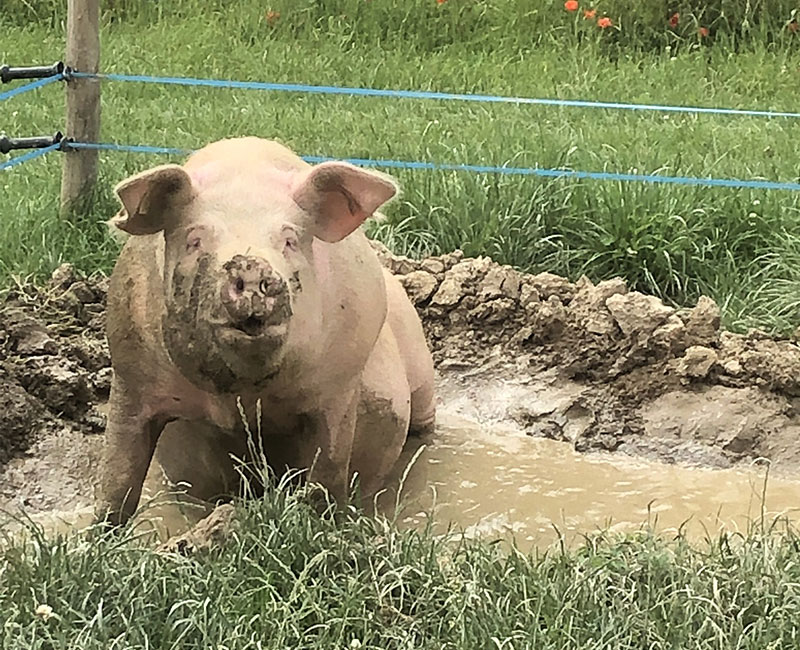 Vente A La Ferme La Touche Guillet Img6